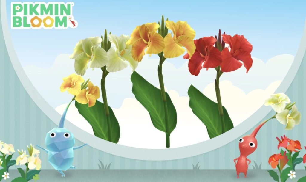 美人蕉(Canna Lily)